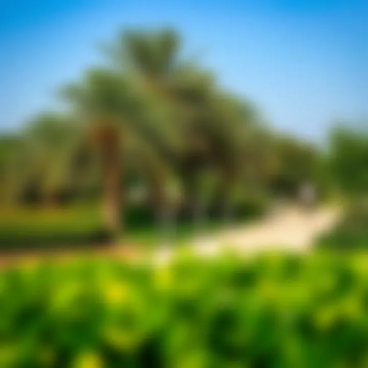 Community Park in JVC District 10 Community park in JVC District 10 with lush greenery