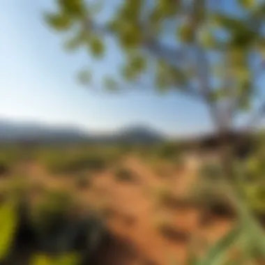 Natural Environment Surrounding Ketura Reserve Natural surroundings of Ketura Reserve emphasizing the environmental considerations