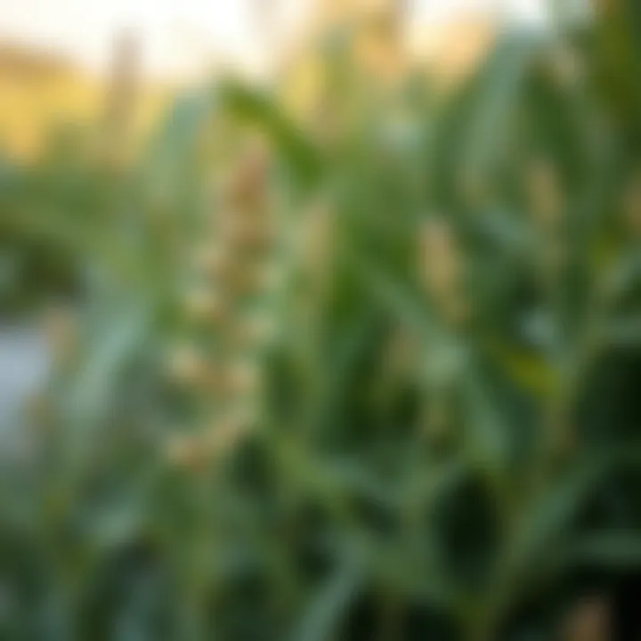 Native Flora of Ras Al Khor Sanctuary A close-up of native flora in Ras Al Khor Sanctuary